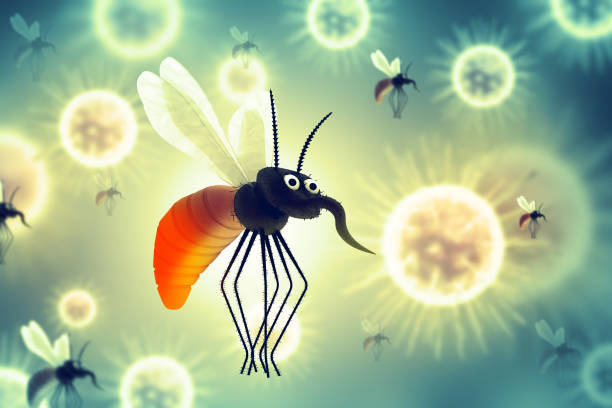 Mosquito Control Services Tvm