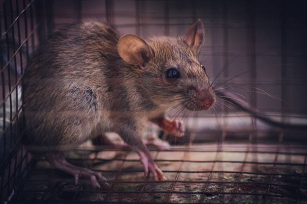 Trapping and Removal Tvm