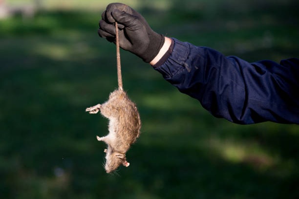 Integrated Rodent Management Tvm