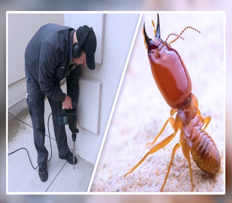 termite control, trivandrum