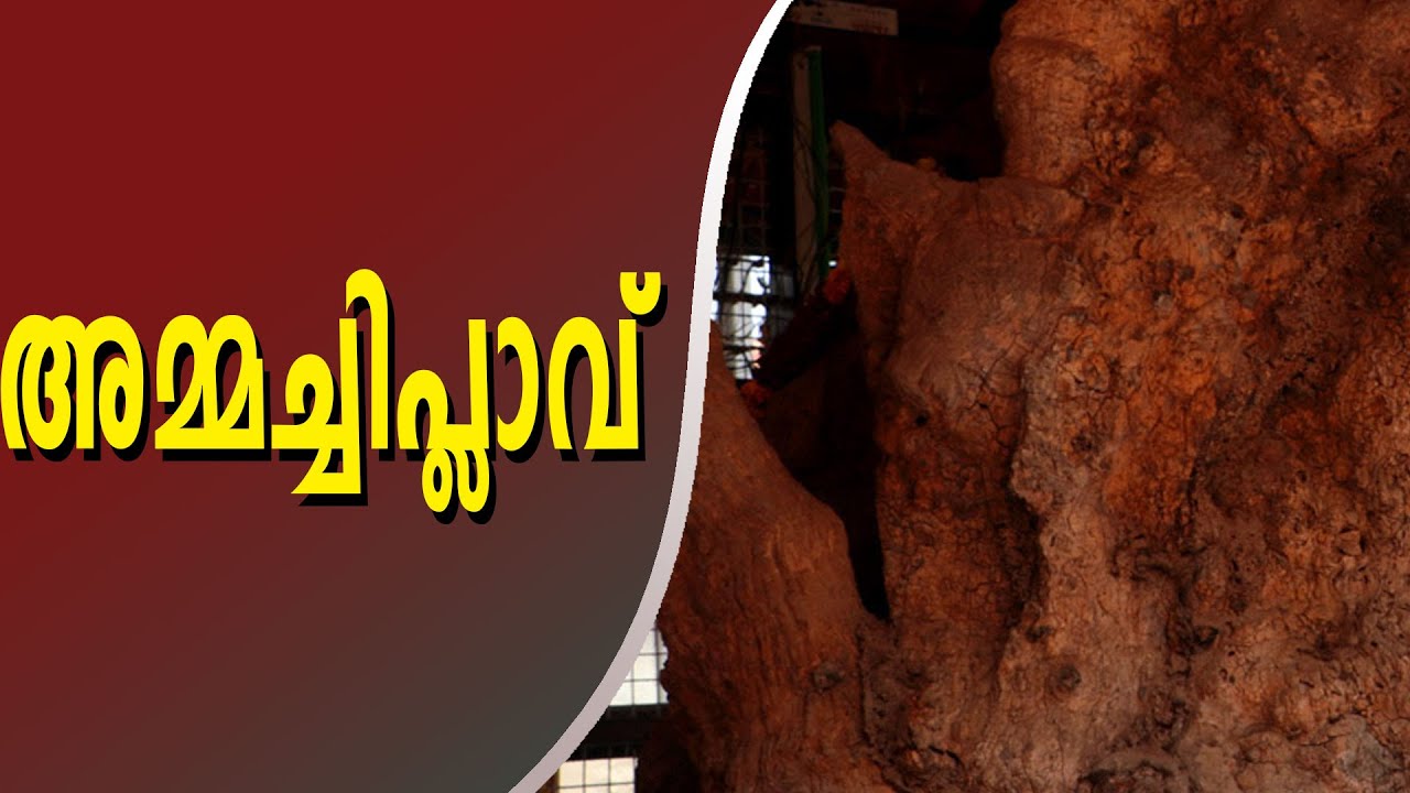 Attractions of Ammachi Plavu,