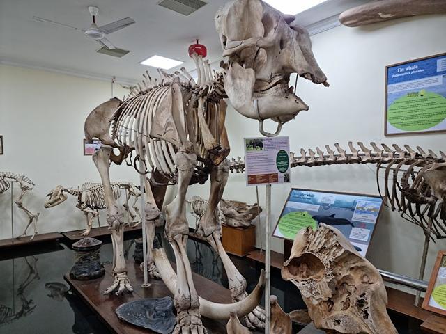 Beautiful view of Natural History Museum, Thiruvananthapuram 