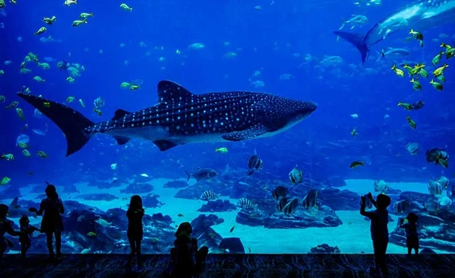 Attractions of Vizhinjam Marine Aquarium,