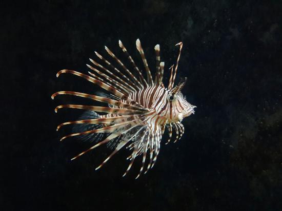 Vizhinjam Marine Aquarium Trivandrum